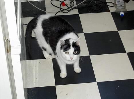 Huskat Misja - Efter at have væltet ting ned fra køkkenbordet kan man jo camoflere sig i gulvet billede 3