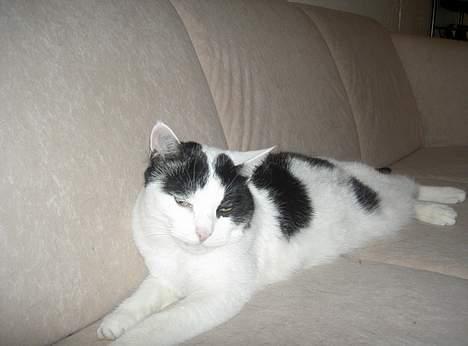 Huskat Misja - Se lille søde trætte mig billede 4