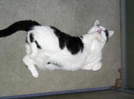 Huskat Misja - Dejlige med noget kold beton på altanen her i varmen billede 5