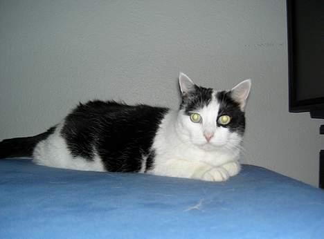 Huskat Misja billede 7