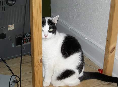 Huskat Misja - I kan ikke se mig!!! billede 8