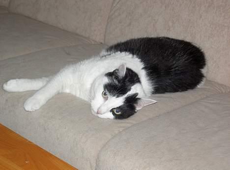 Huskat Misja billede 9