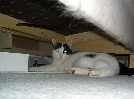 Huskat Misja - Øvvv blev fundet billede 10