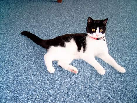 Blanding af racer "Amalie" - Hvad sker der derover??? billede 11