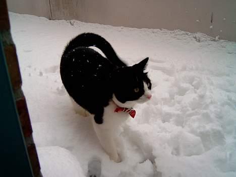 Blanding af racer "Amalie" - Sne... Yess... billede 12