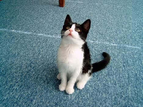 Blanding af racer "Amalie" - Kom herned... billede 13