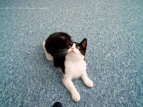 Blanding af racer "Amalie" - Ok, så hopper jeg derop... billede 14