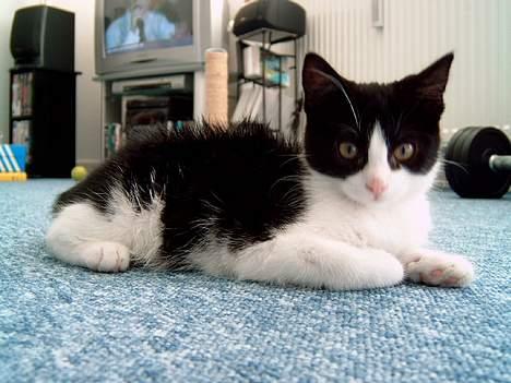 Blanding af racer "Amalie" - Eftermiddags lur... billede 15