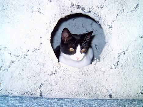 Blanding af racer "Amalie" - Mit dejlige hus... Som far har lavet.. billede 16