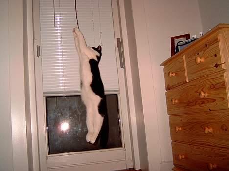 Blanding af racer "Amalie" - Om jeg kan hoppe højt??? 1,40 M billede 17