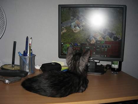 Huskat Taz - En hyggelig aften hvor Taz hjælper mig med at spille :D billede 18