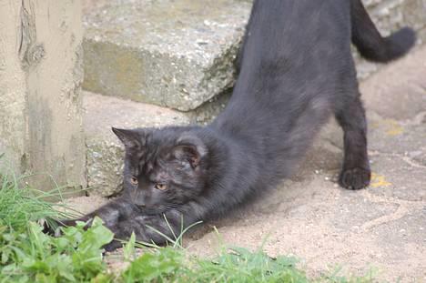 Huskat Taz - Ahhhh... Det er godt at strække sig billede 19
