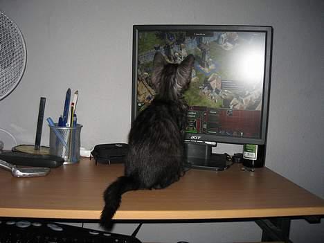 Huskat Taz - Hør nu her, skal vi vinde behøver vi flere mænd, og hvad med ham der, han står bare og kigger, ja Taz går meget op i Age of empires ha ha :O) billede 20