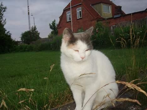 Blanding af racer Mis billede 1