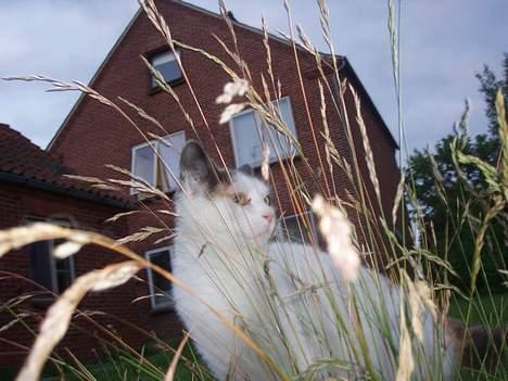 Blanding af racer Mis billede 2