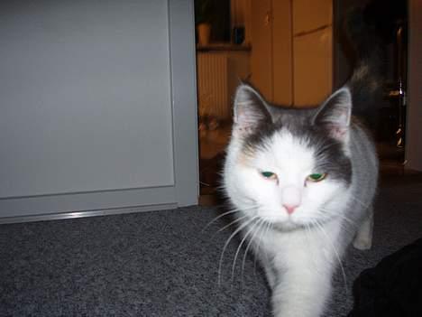 Blanding af racer Mis billede 3