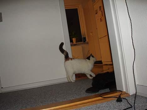 Blanding af racer Mis billede 4