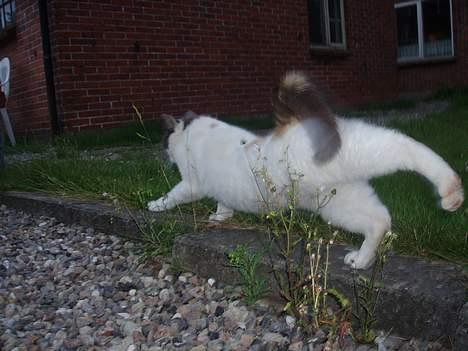 Blanding af racer Mis billede 5