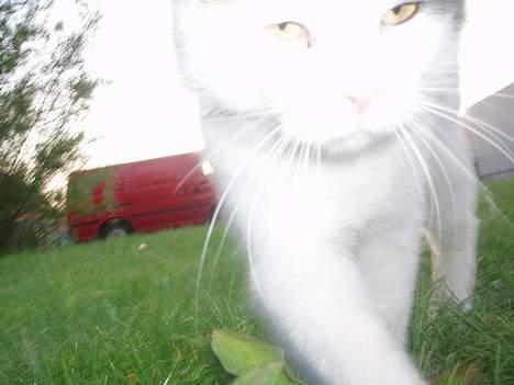 Blanding af racer Mis billede 6