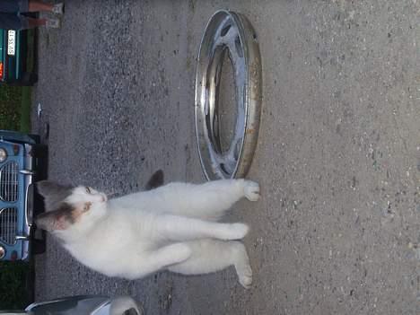 Blanding af racer Mis billede 7