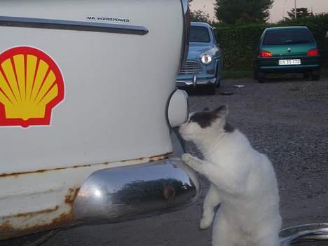 Blanding af racer Mis billede 8