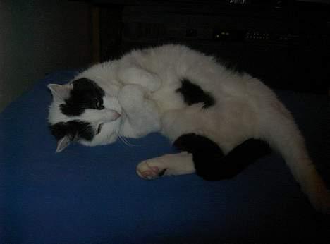 Huskat Misja billede 11