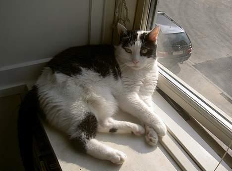 Huskat Misja - Dejligt med noget sol billede 12