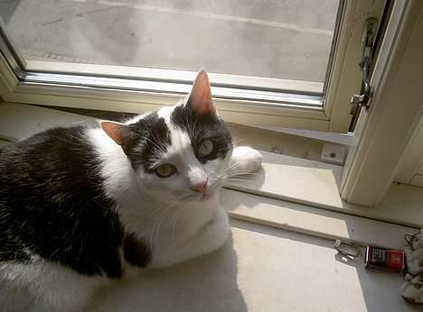 Huskat Misja - Hvad nu? billede 13