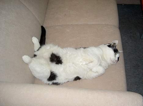 Huskat Misja billede 14