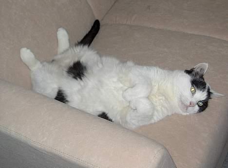 Huskat Misja billede 15