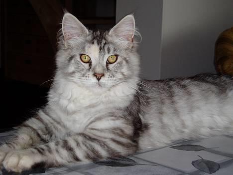 Maine Coon DK Brogrens´s Zion - Zion 4½ måned billede 10