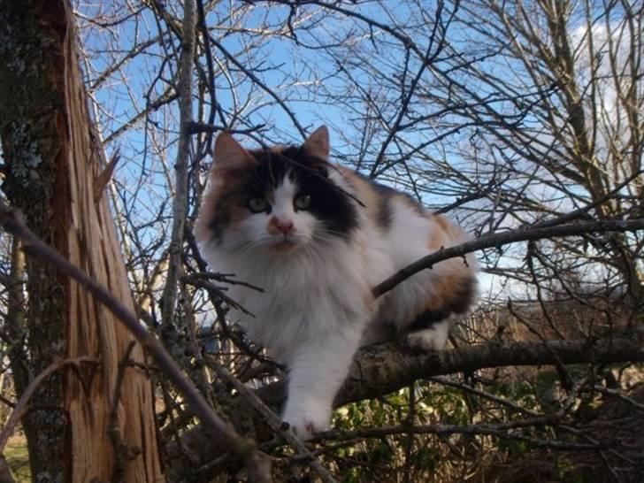 Huskat Tequila - Tequila 2 år! :) billede 1