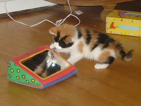 Huskat Tequila - Tequila leker med et babyspeil! billede 2