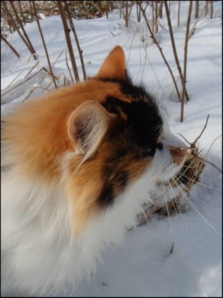 Huskat Tequila - Quilapusen i snøen 08 billede 3