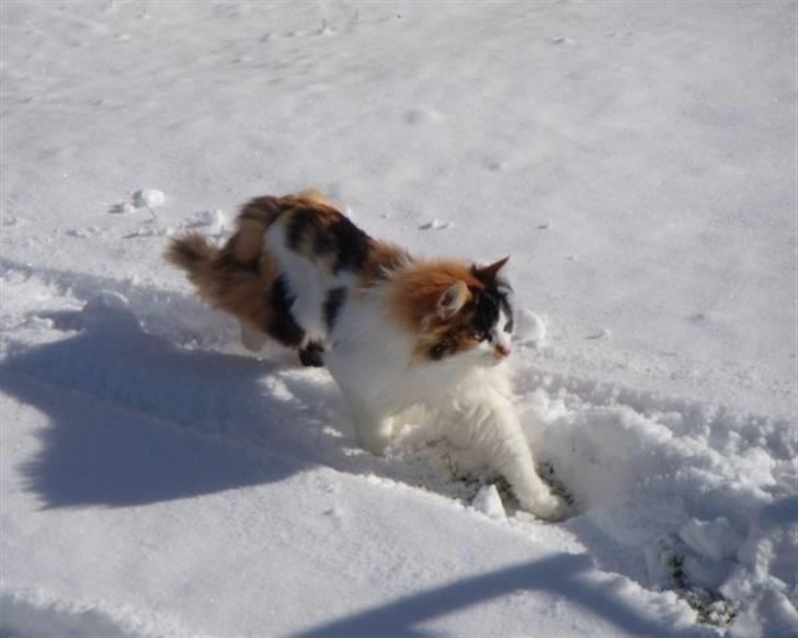 Huskat Tequila - Hårball i snøen! billede 4