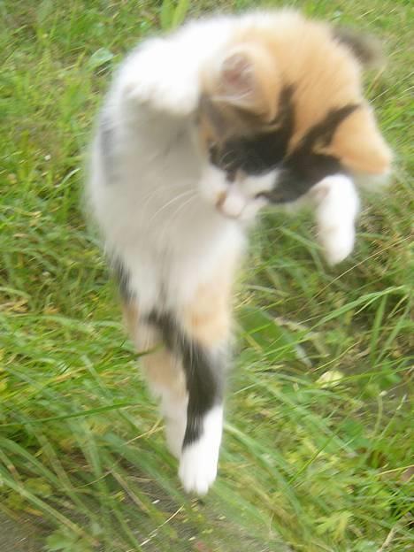 Huskat Tequila - Ninjapuuuus *rockesmiley* ;-D billede 5