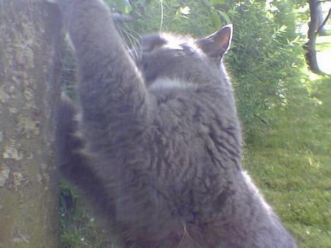 Blanding af racer Musti <3 Nye billeder :] - Raauuw !! se hvor farlig jeg er :} billede 20