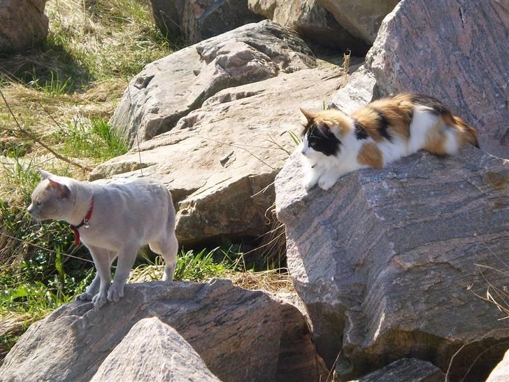 Huskat Tequila - Quila og Charlie ute :) billede 6