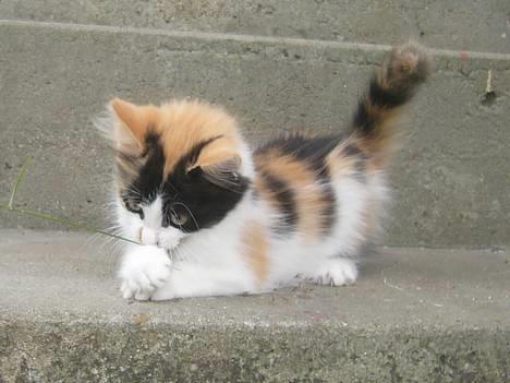 Huskat Tequila - Tussepusen utenfor og leker billede 7