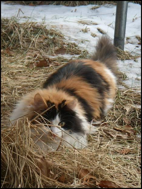 Huskat Tequila - Tequila 9 måneder gammel :o) billede 8