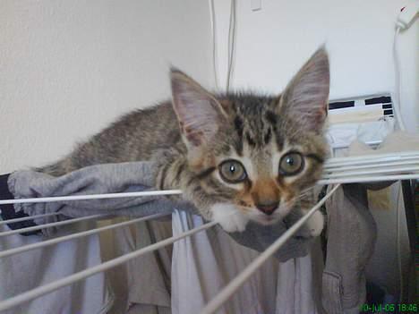 Huskat Mini billede 17