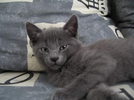 Huskat Banditten billede 20