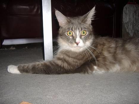 Maine Coon JOEY *død 29-07-2011* - sagde du mad?! billede 16