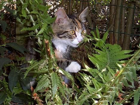 Huskat Muller. - er ude i den stor have djomle billede 1