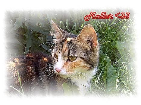 Huskat Muller. - AARHG snøft jeg knækkede en negl billede 2