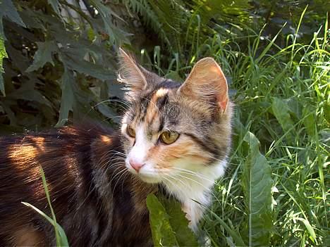 Huskat Muller. - hmm er det en bussemand billede 3