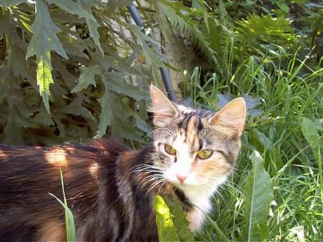 Huskat Muller. - hmm nej det er ikke en bussemand det er bare sjang nå.. :/ billede 4