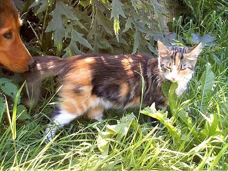 Huskat Muller. - gå med dig sjang du stinker billede 5