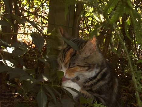 Huskat Muller. - AARGH nu en splint jeg jeg tror jeg dør :,( billede 6