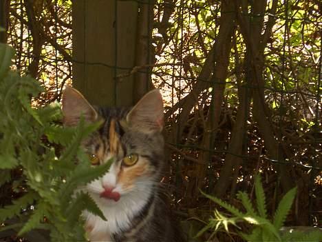 Huskat Muller. - mmm en lille lækker mus der over lækkert billede 7